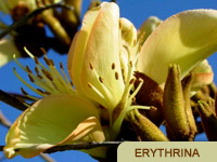 Erythrina