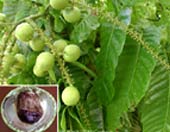 photo de Pometia pinnata